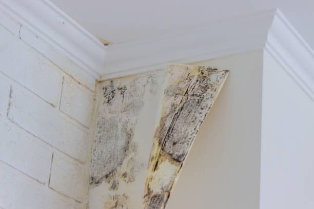 Mold Remediation for Vacation Homes in Stirling, NJ